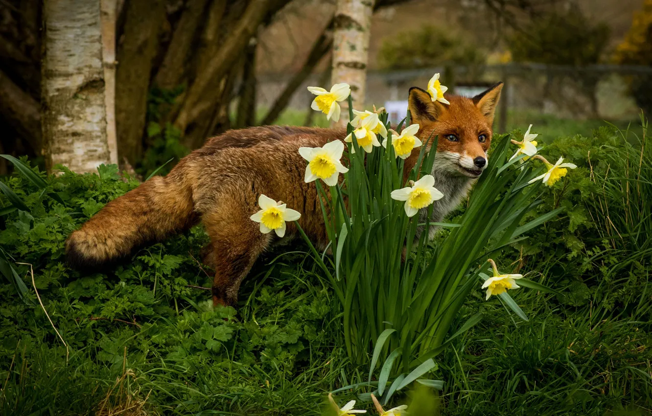 Photo wallpaper greens, trees, flowers, nature, Park, spring, Fox, daffodils