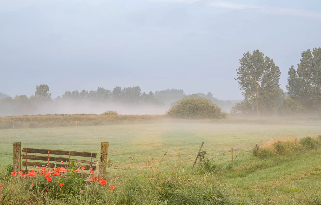 Photo wallpaper field, summer, the sky, grass, trees, flowers, fog, the fence