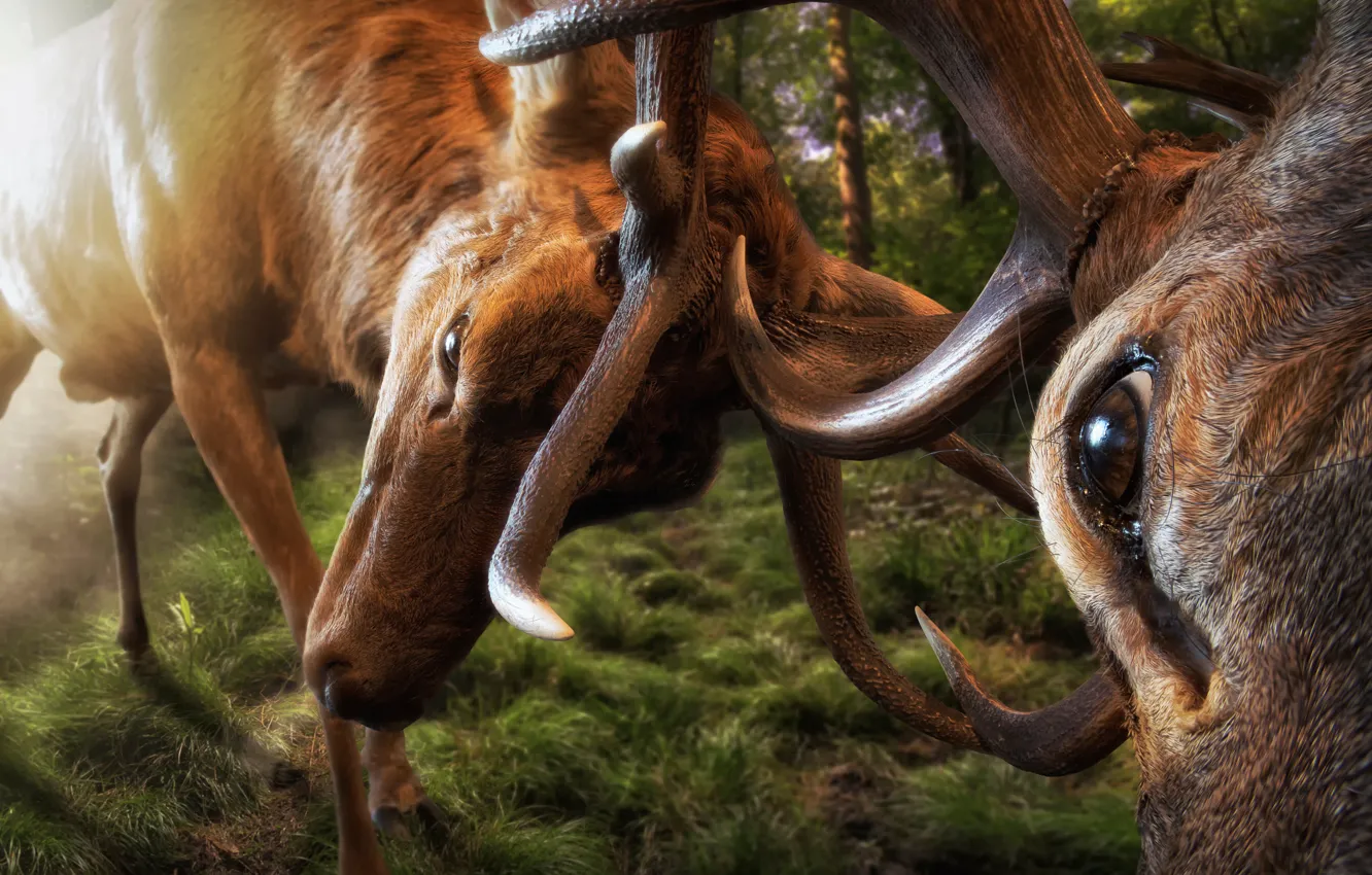 Photo wallpaper horns, battle, deer