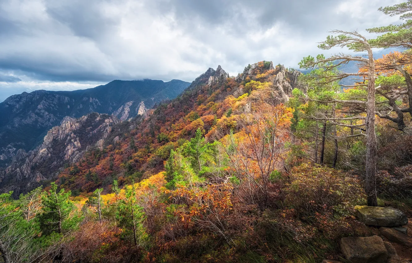 Photo wallpaper autumn, forest, mountains