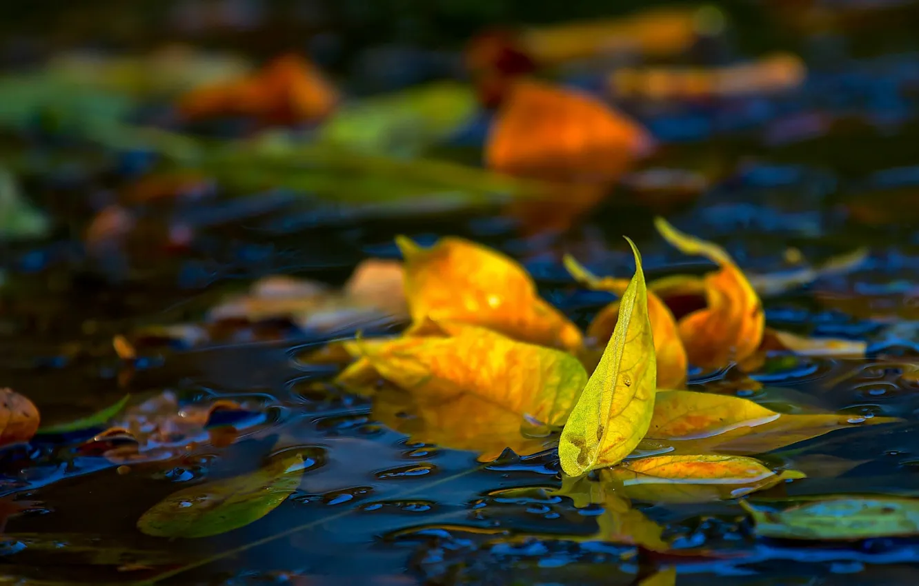 Photo wallpaper in the water, autumn leaves, blur bokeh