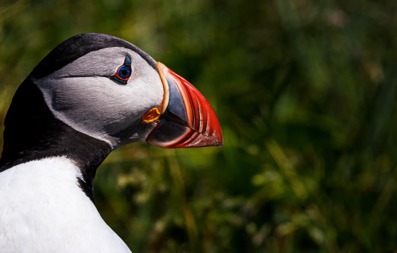 Photo wallpaper landscape, nature, animal, bird, stalled
