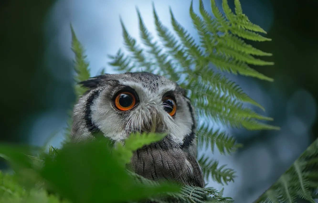 Photo wallpaper nature, owl, bird