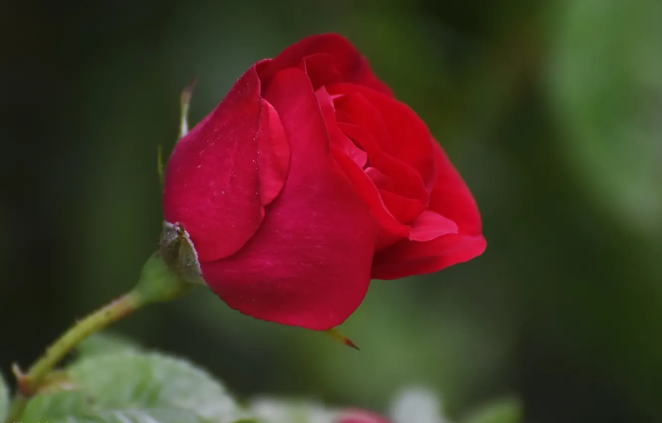 Photo wallpaper summer, nature, roses