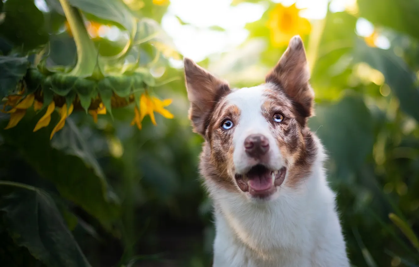 Photo wallpaper look, nature, pose, dog, face