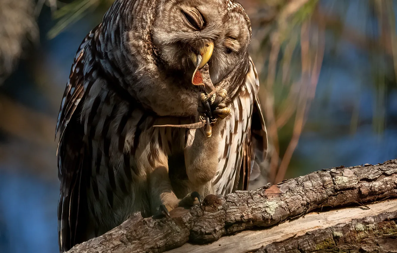 Photo wallpaper trees, pose, owl, bird, lizard, claws, log, predatory