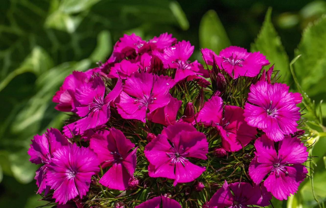 Photo wallpaper greens, macro, flowers, bright, pink, clove, Turkish
