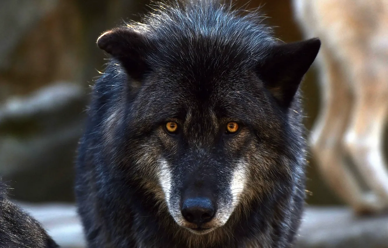 Photo wallpaper eyes, look, wolf, wool