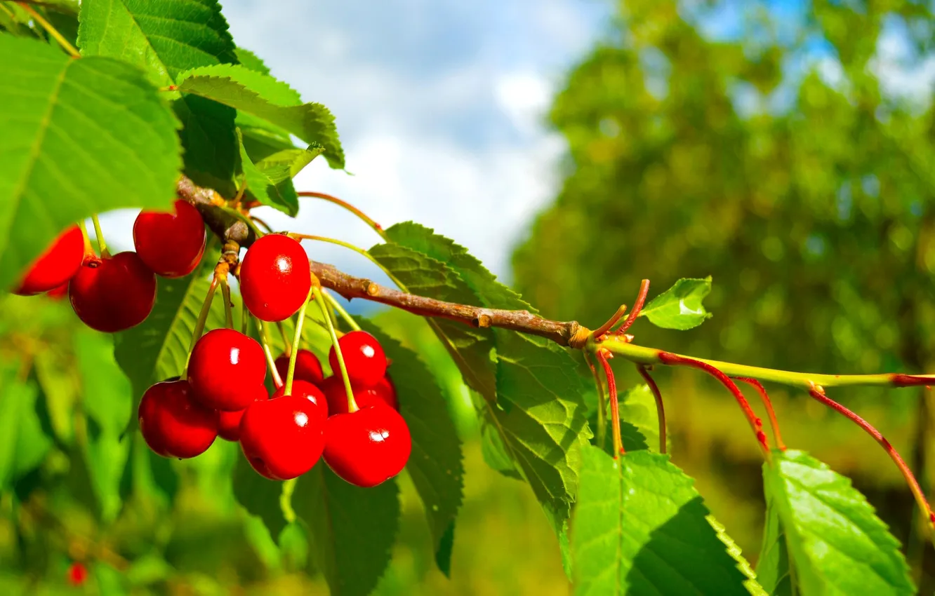 Photo wallpaper leaves, trees, branches, berries, cherry