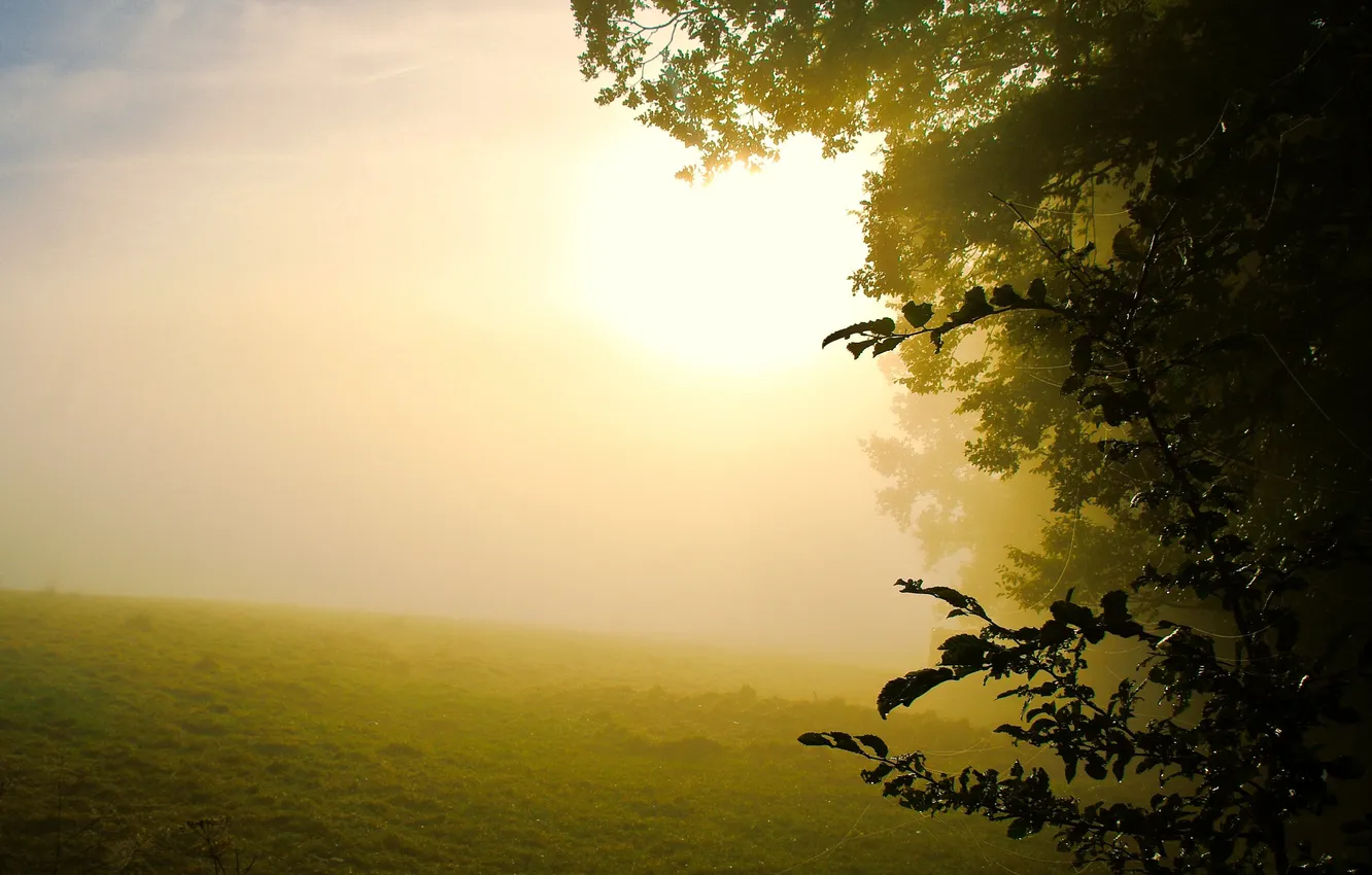 Photo wallpaper summer, fog, morning