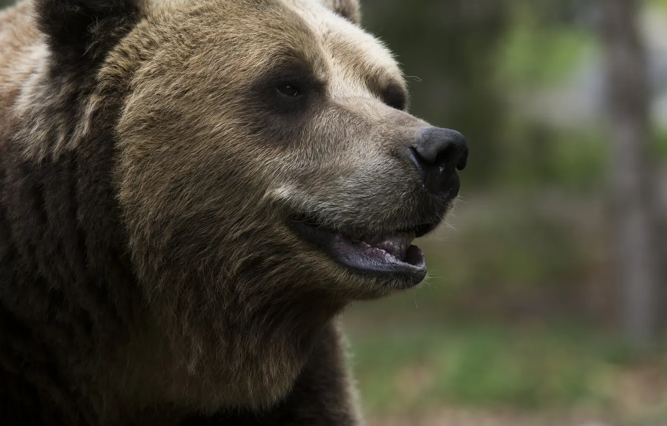 Photo wallpaper face, bear, brown