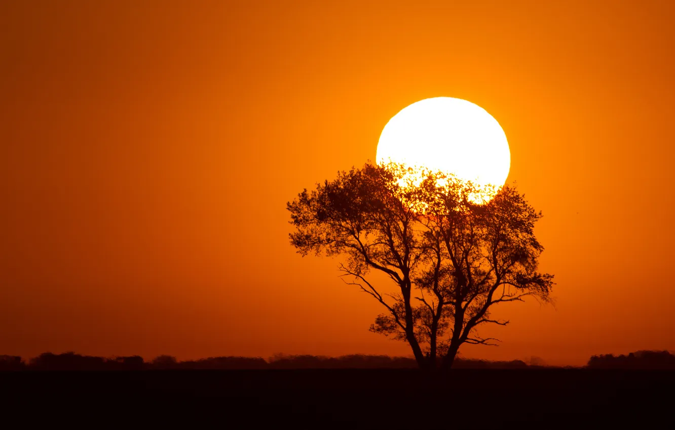 Photo wallpaper the sky, the sun, trees, sunset, silhouette