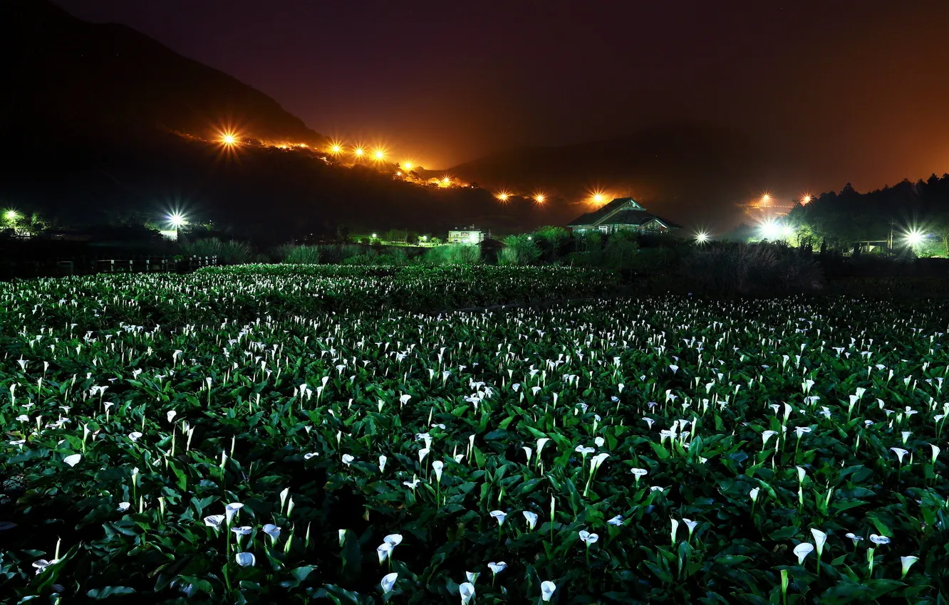 Photo wallpaper landscape, flowers, night, Calla lilies