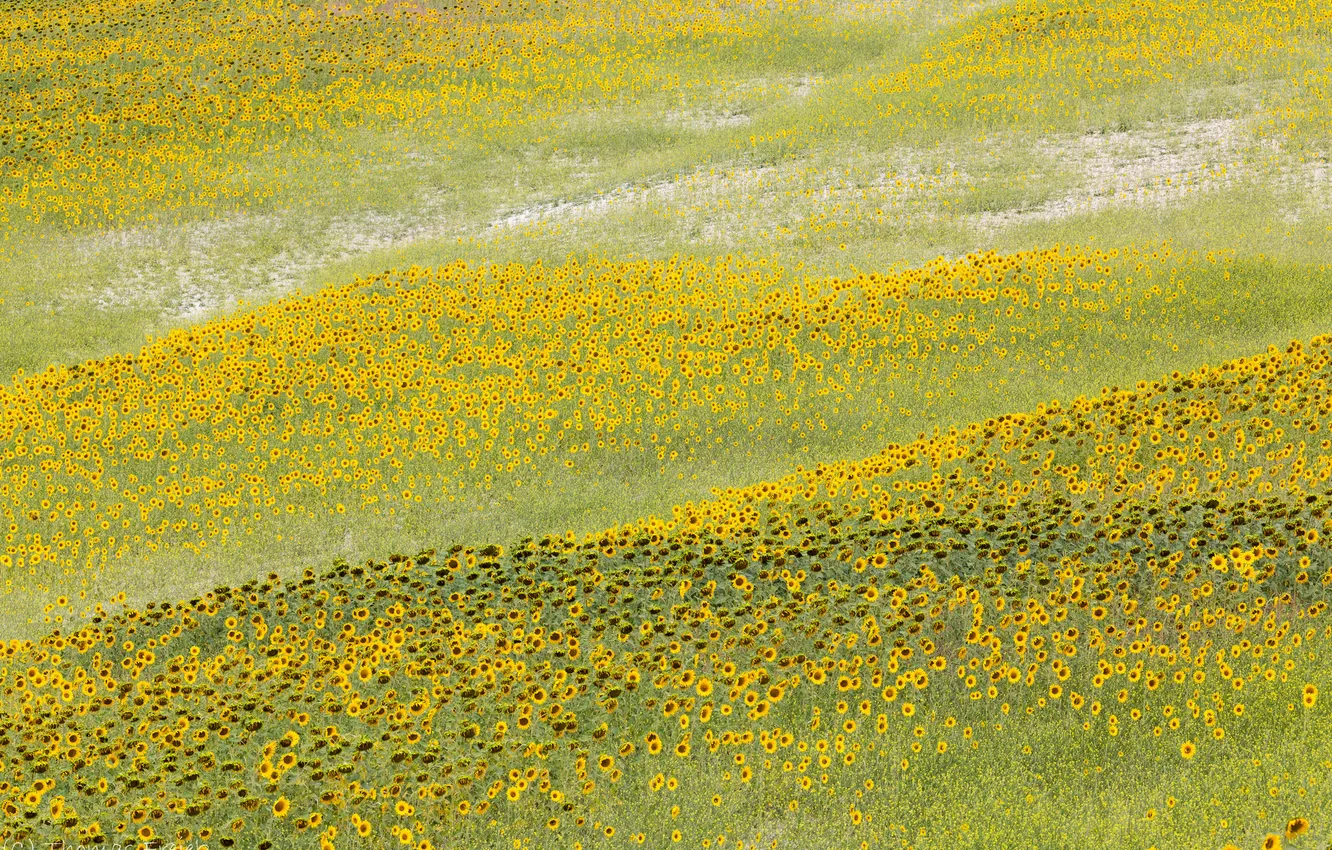 Photo wallpaper field, landscape, flowers, sunflower