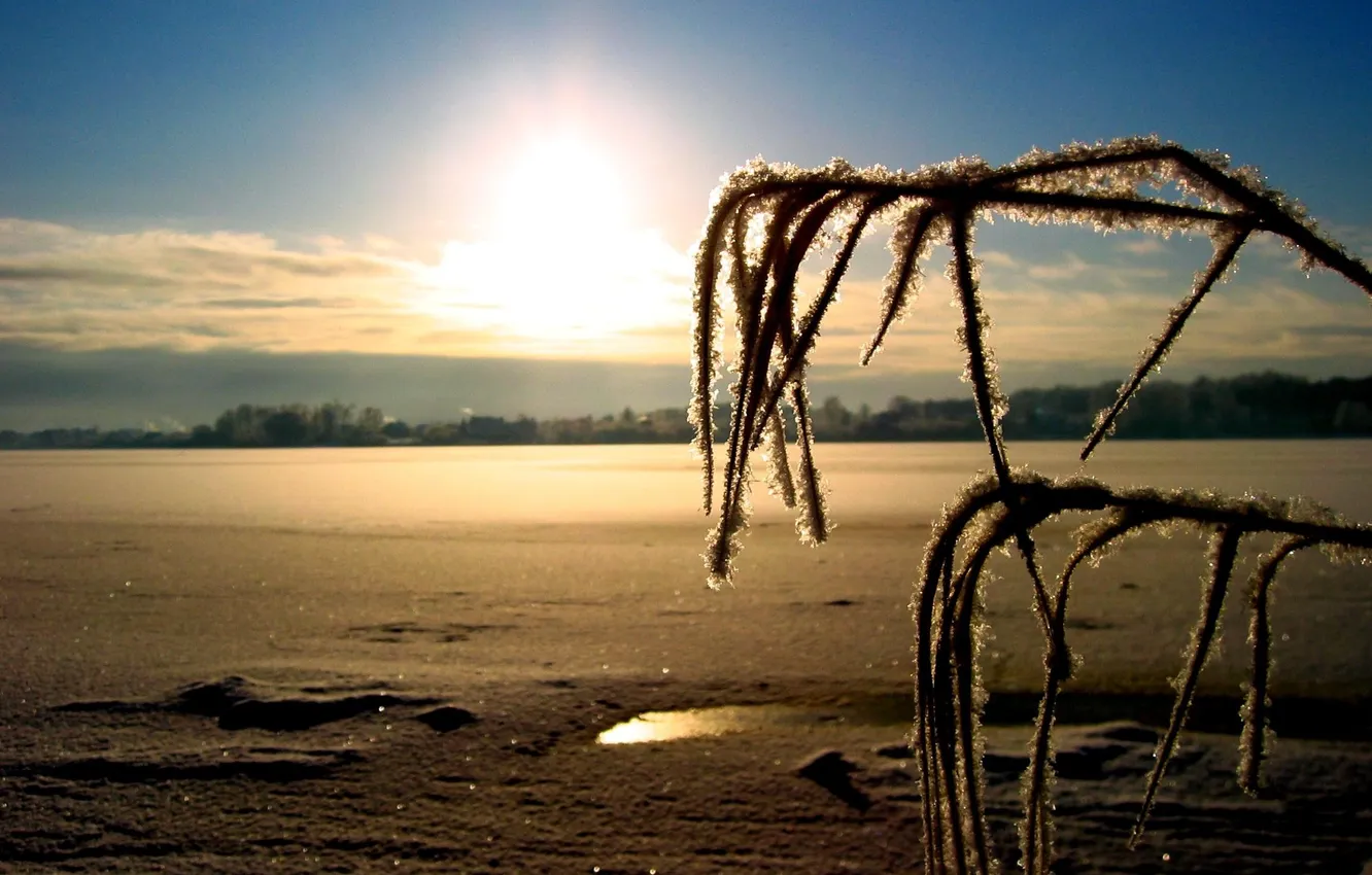 Photo wallpaper winter, frost, snow, landscape, branches, horizon, solnoe