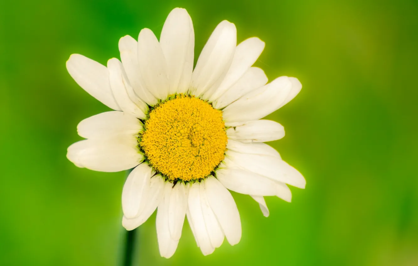 Photo wallpaper white, flowers, green, background, widescreen, Wallpaper, chamomile, blur