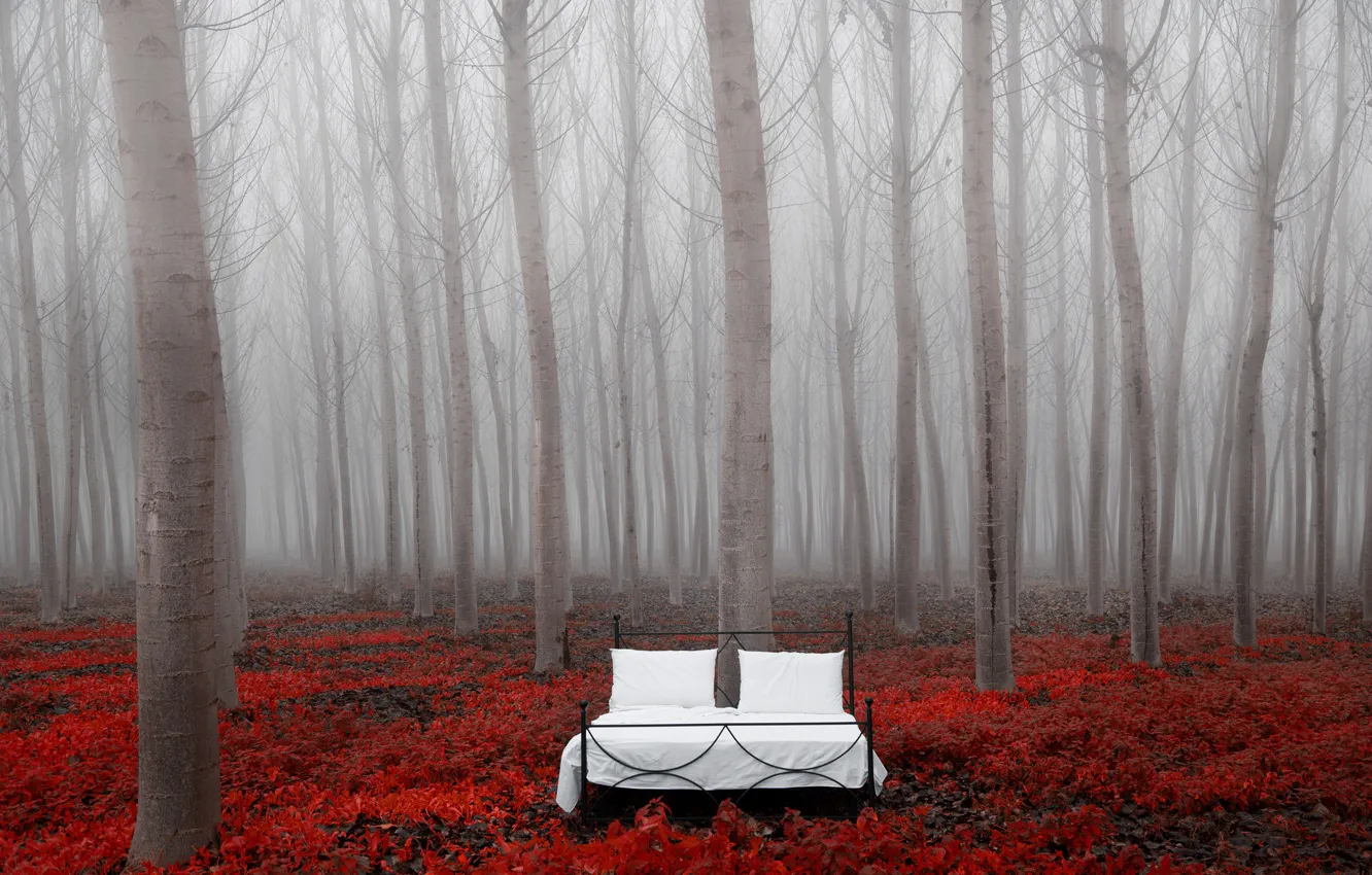 Photo wallpaper trees, nature, bed
