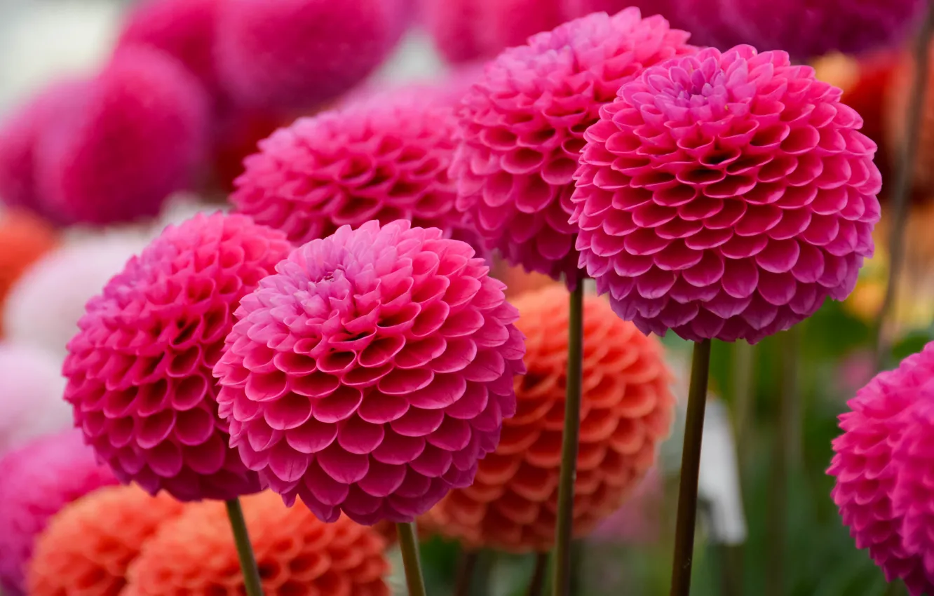 Photo wallpaper flowers, balls, bright, garden, pink, flowerbed, a lot, dahlias