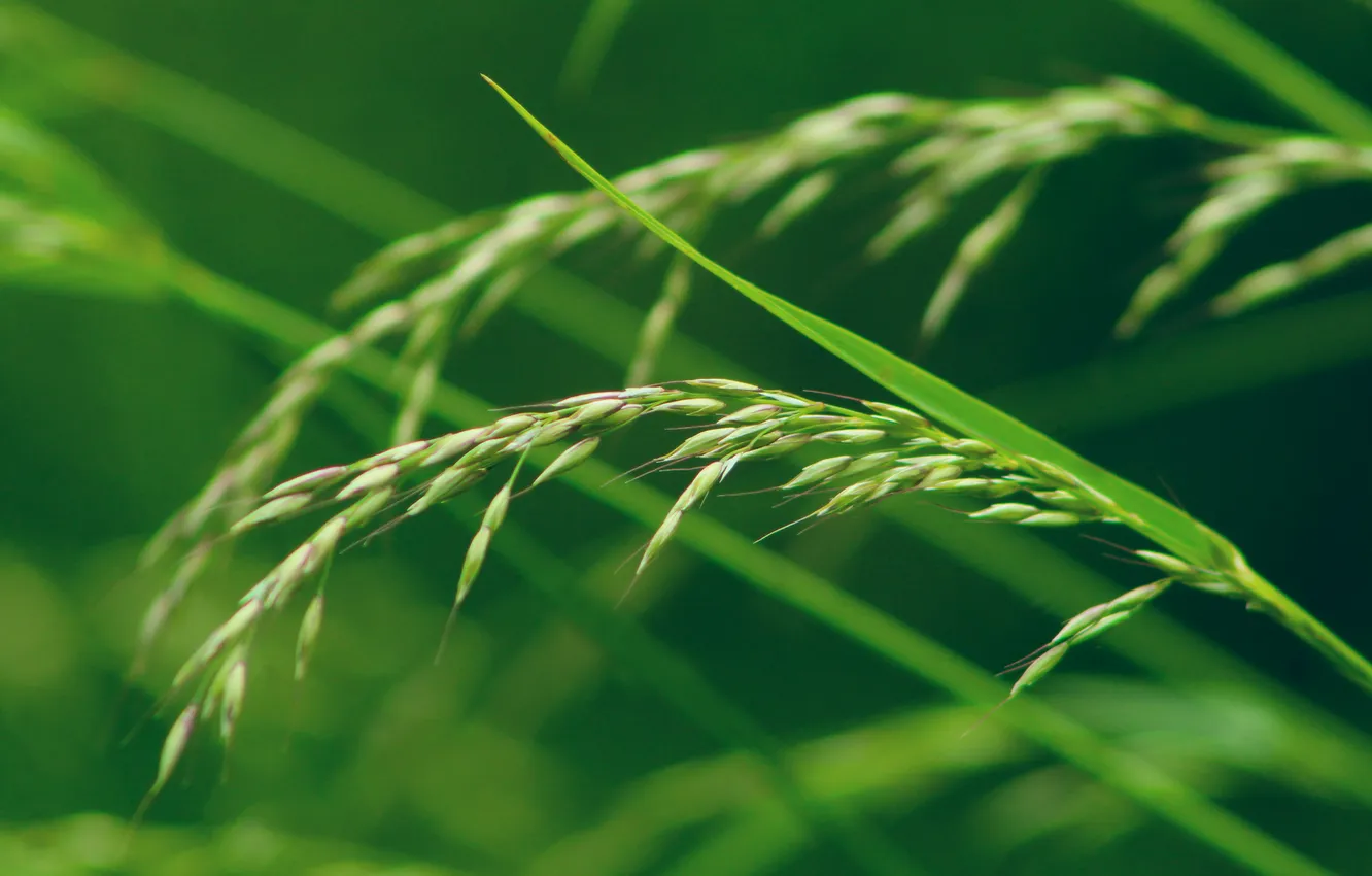 Photo wallpaper green, grass, plant