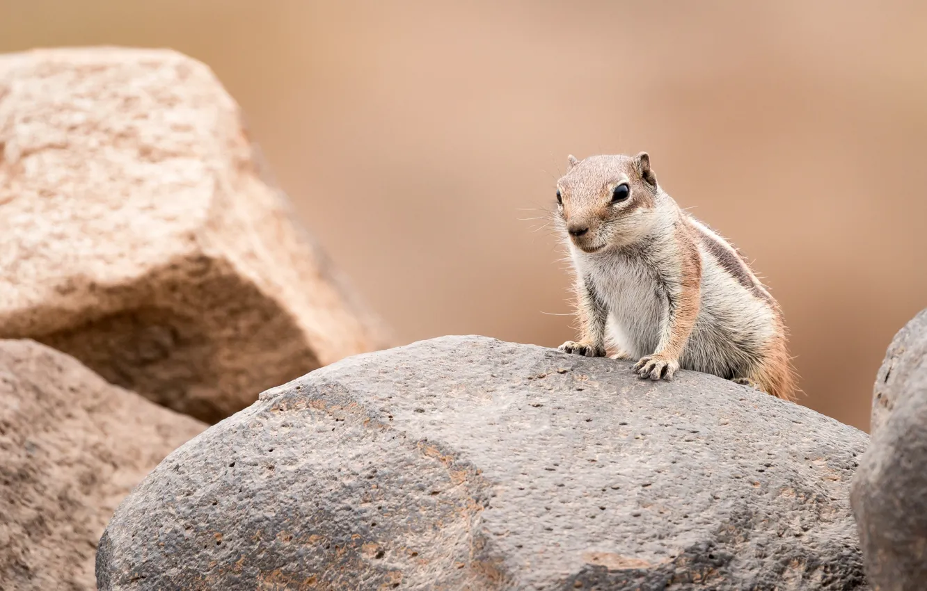 Photo wallpaper pose, look, background, gopher, stones