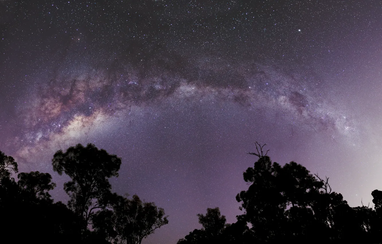Photo wallpaper space, stars, trees, the milky way