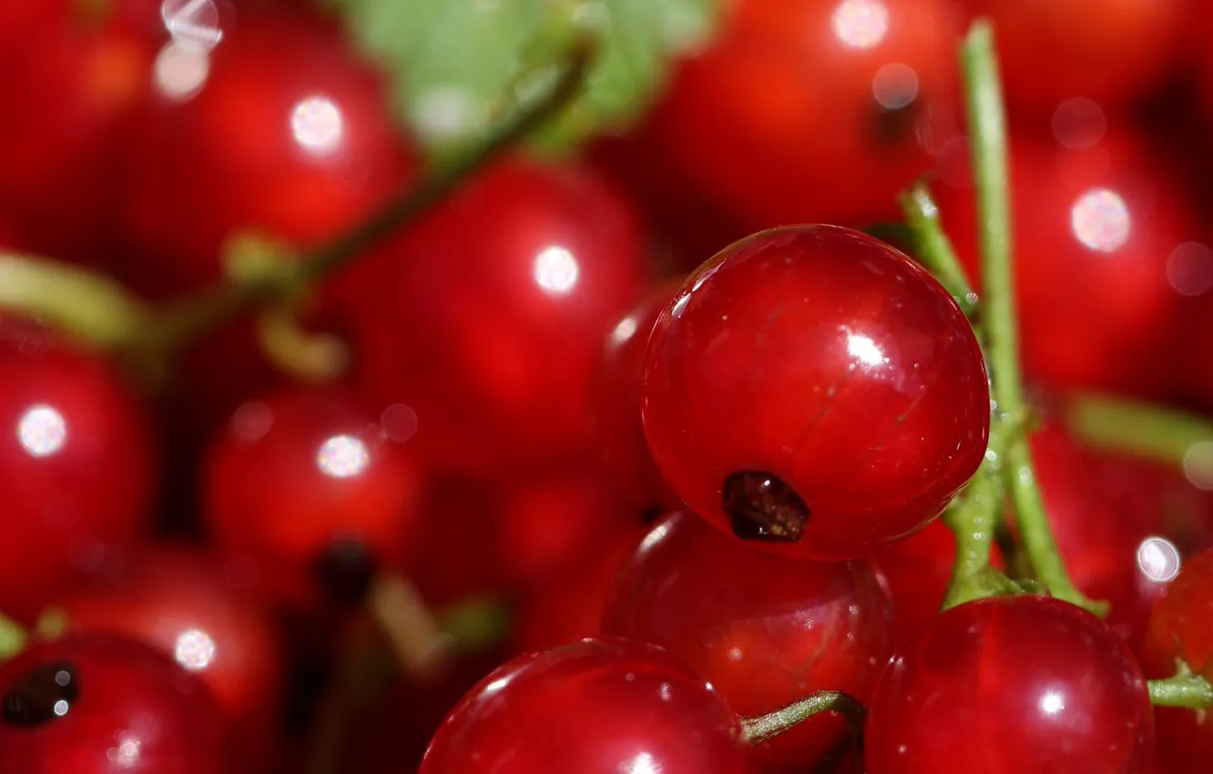 Photo wallpaper close-up, berries, close-up, berries, red currant, red currant