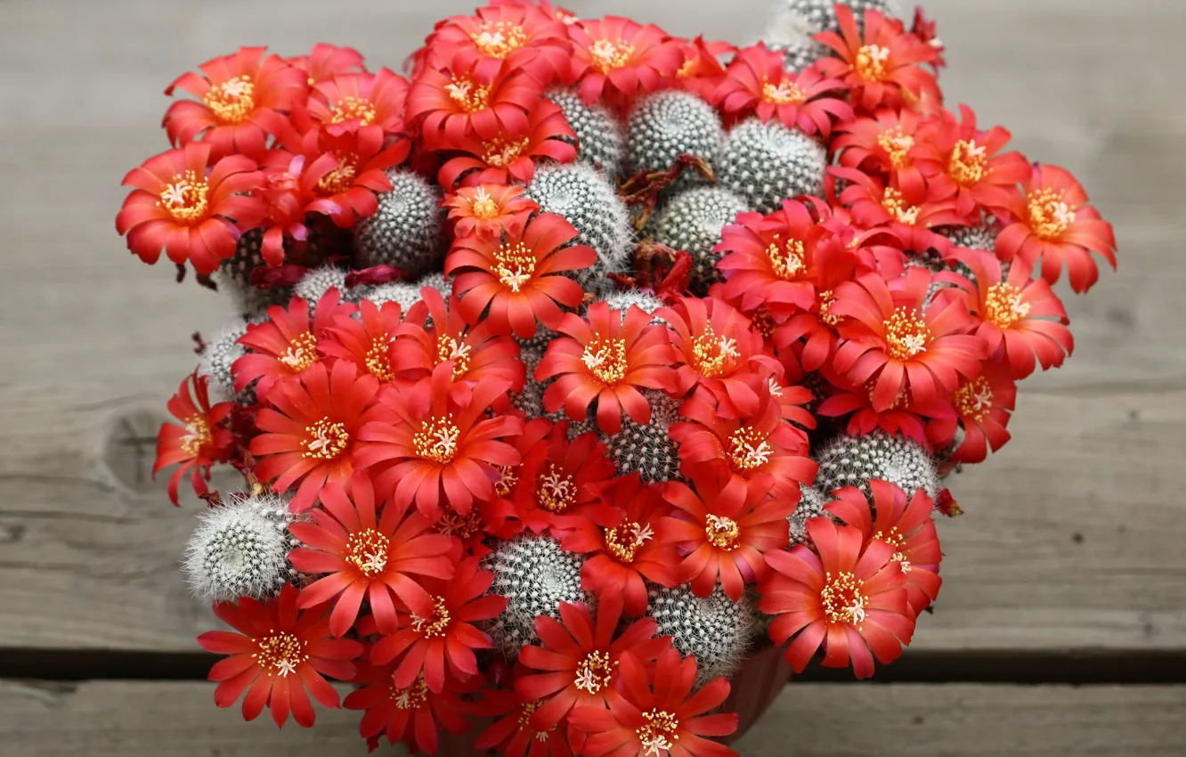 Photo wallpaper beauty, cactus, flowering