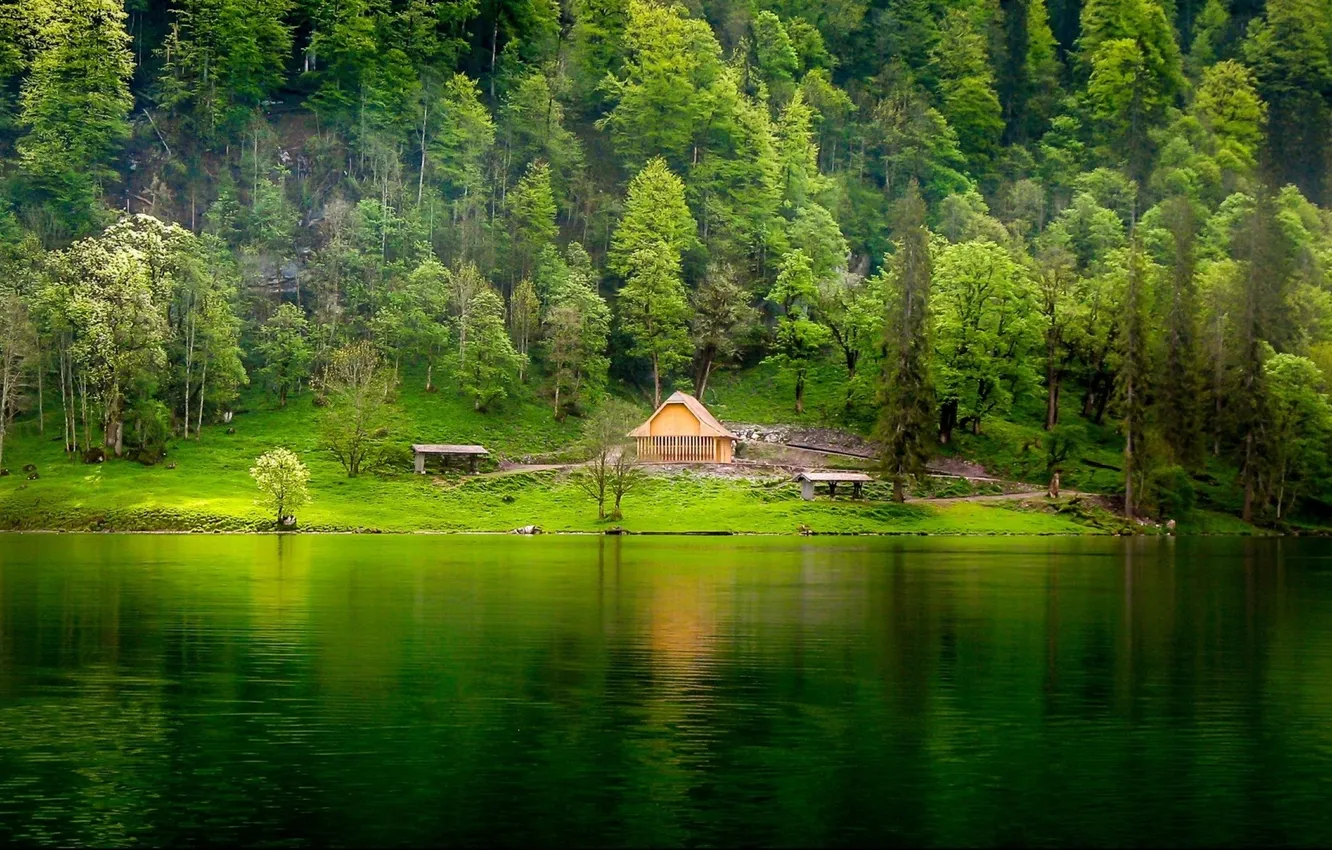 Photo wallpaper forest, lake, shore, home