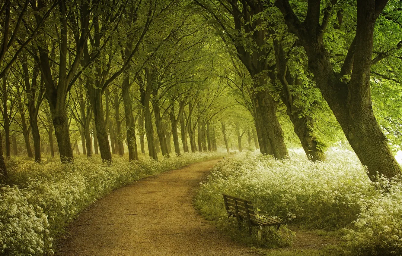 Photo wallpaper forest, summer, light, trees, spring, Amsterdam, photographer, track