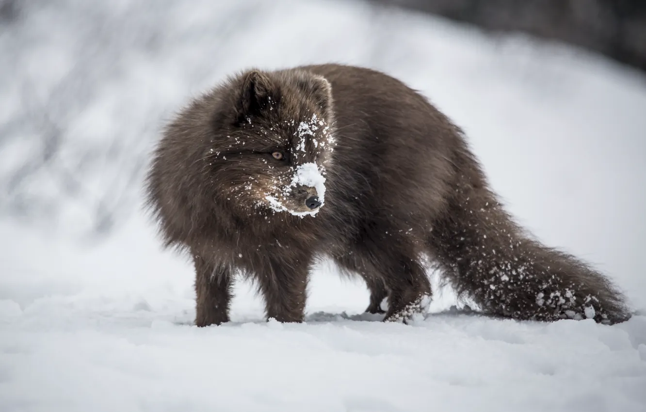 Photo wallpaper winter, snow, Fox, Fox, wildlife
