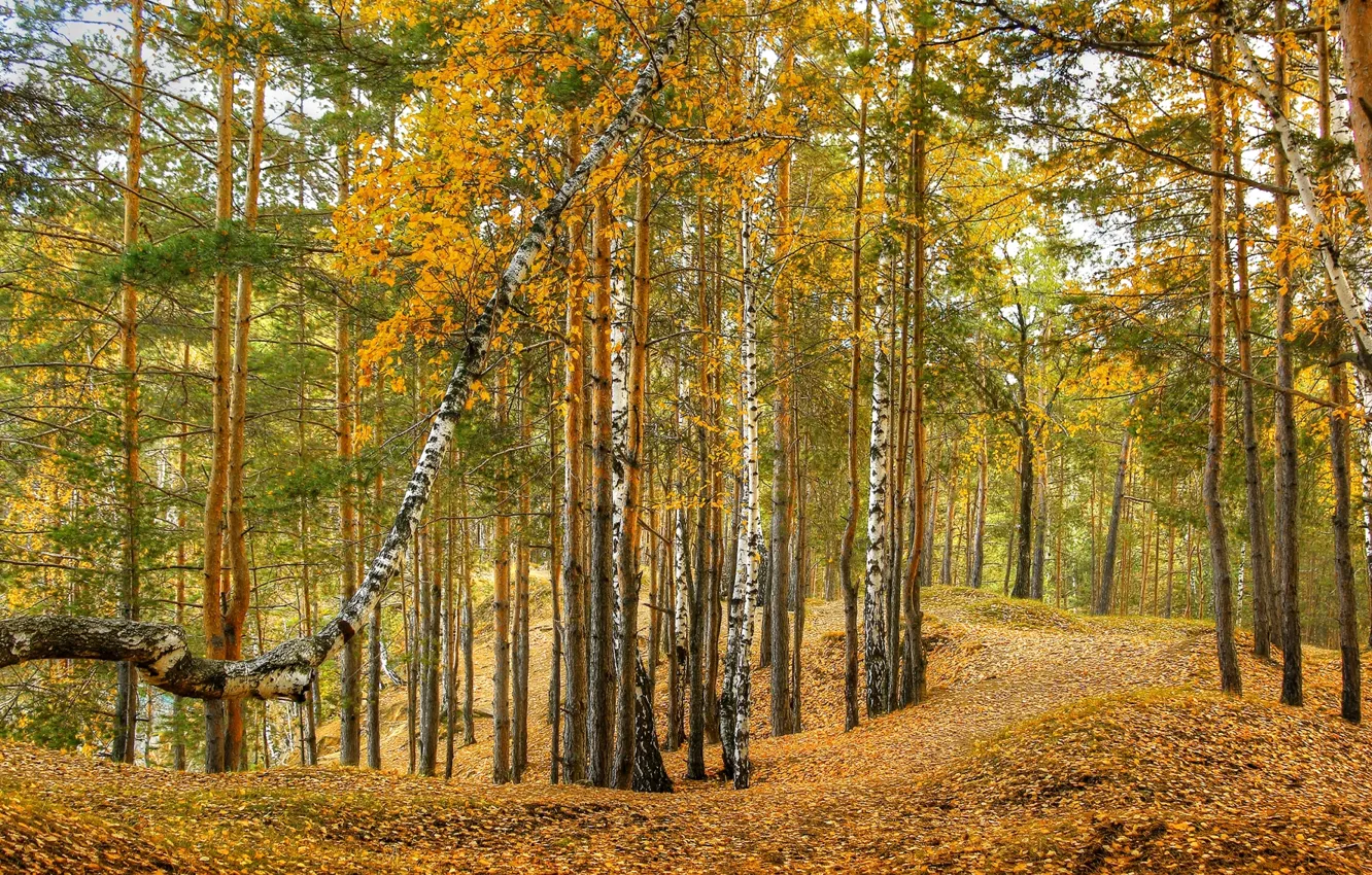 Photo wallpaper autumn, forest, birch
