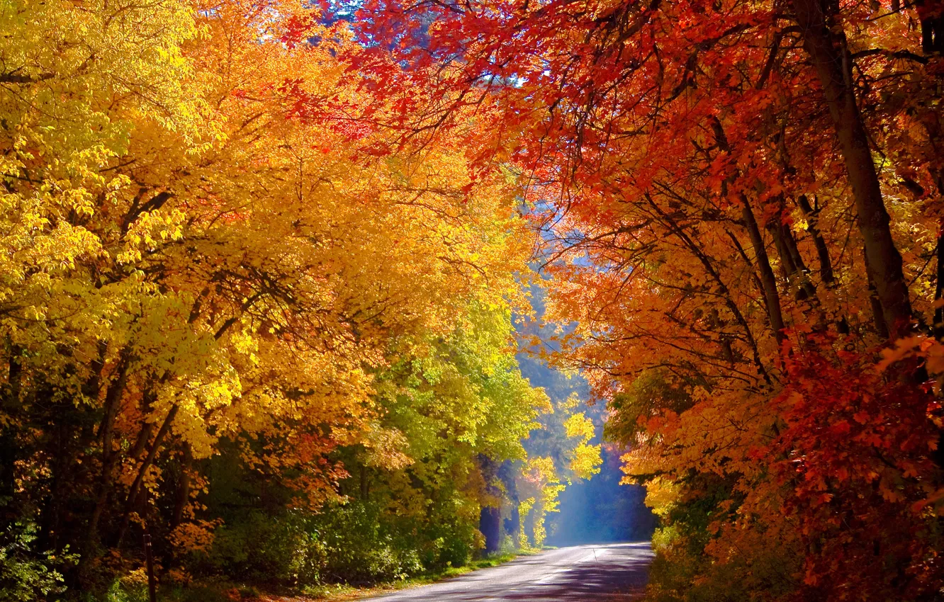 Photo wallpaper road, autumn, forest, trees, yellow, Sunny, colorful