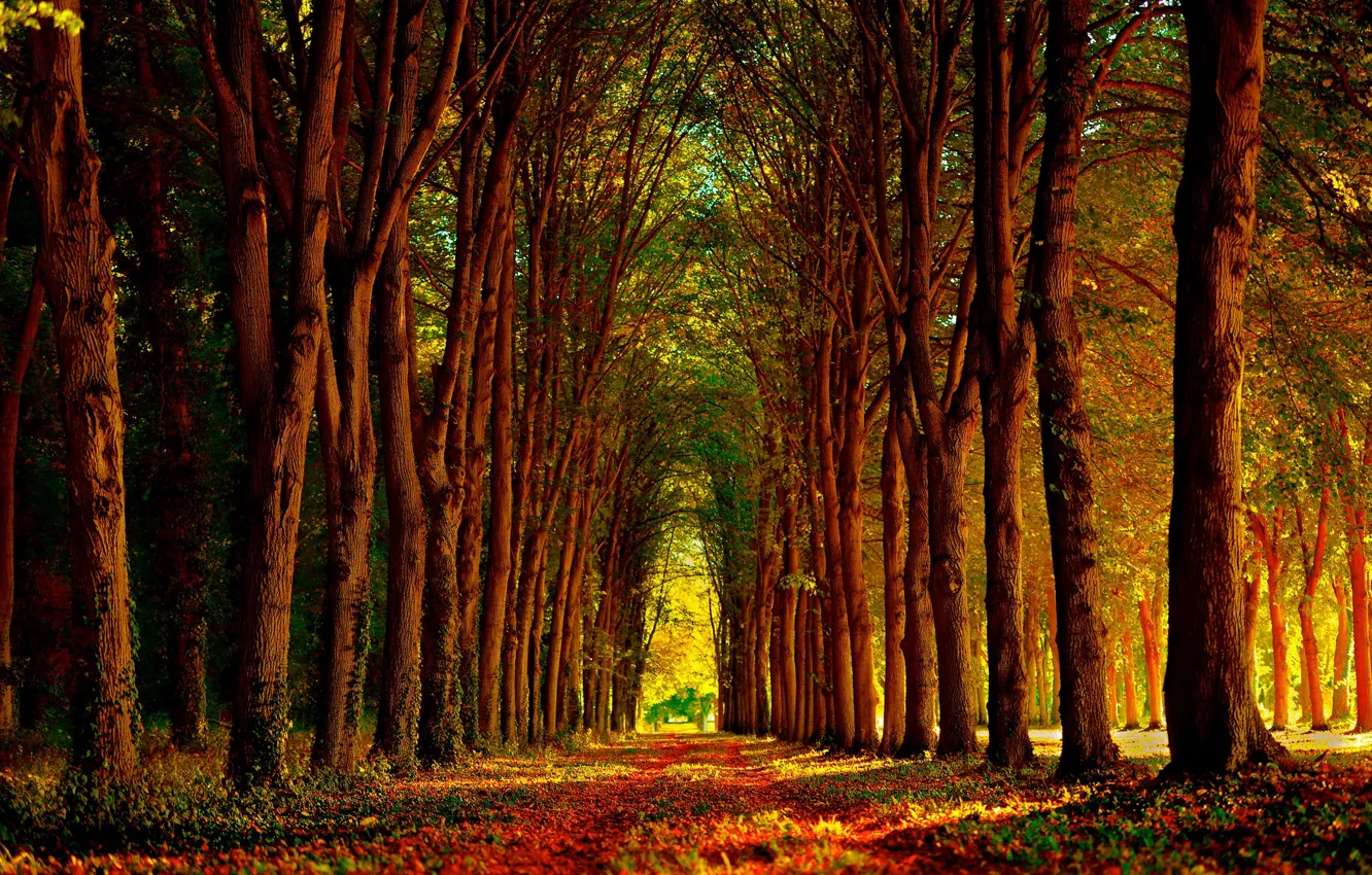 Photo wallpaper autumn, trees, Park, foliage, alley