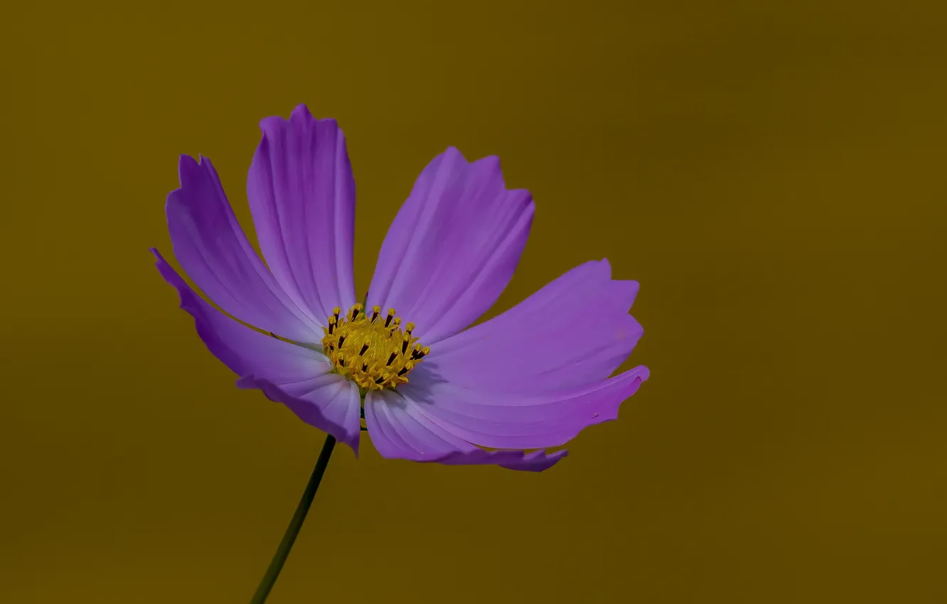 Photo wallpaper autumn, macro, flowers, nature, kosmeya