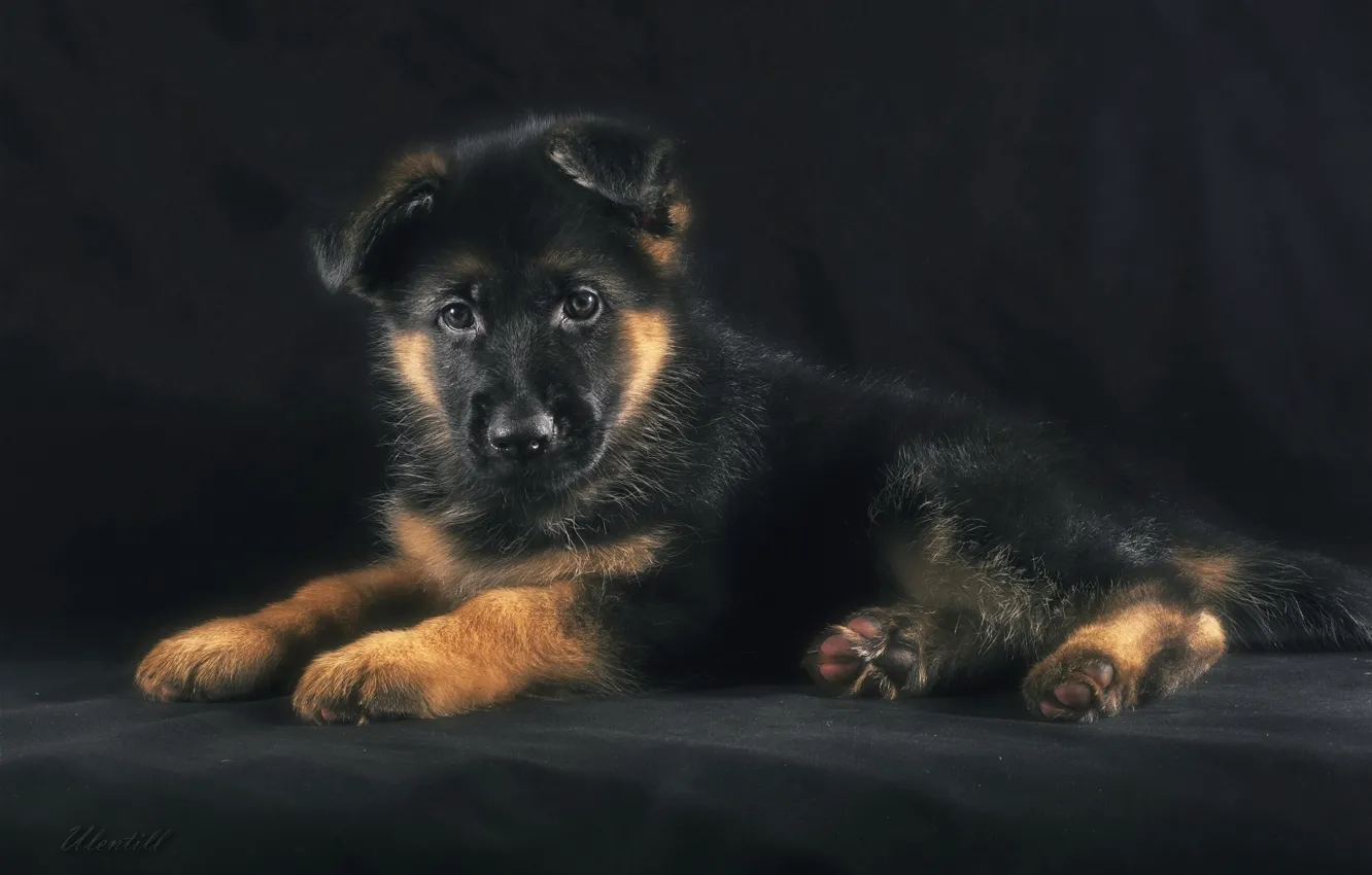 Photo wallpaper puppy, shepherd, German