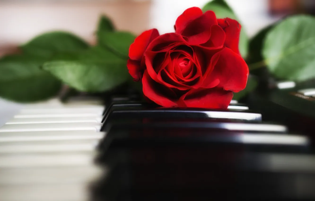Photo wallpaper rose, keys, piano, red