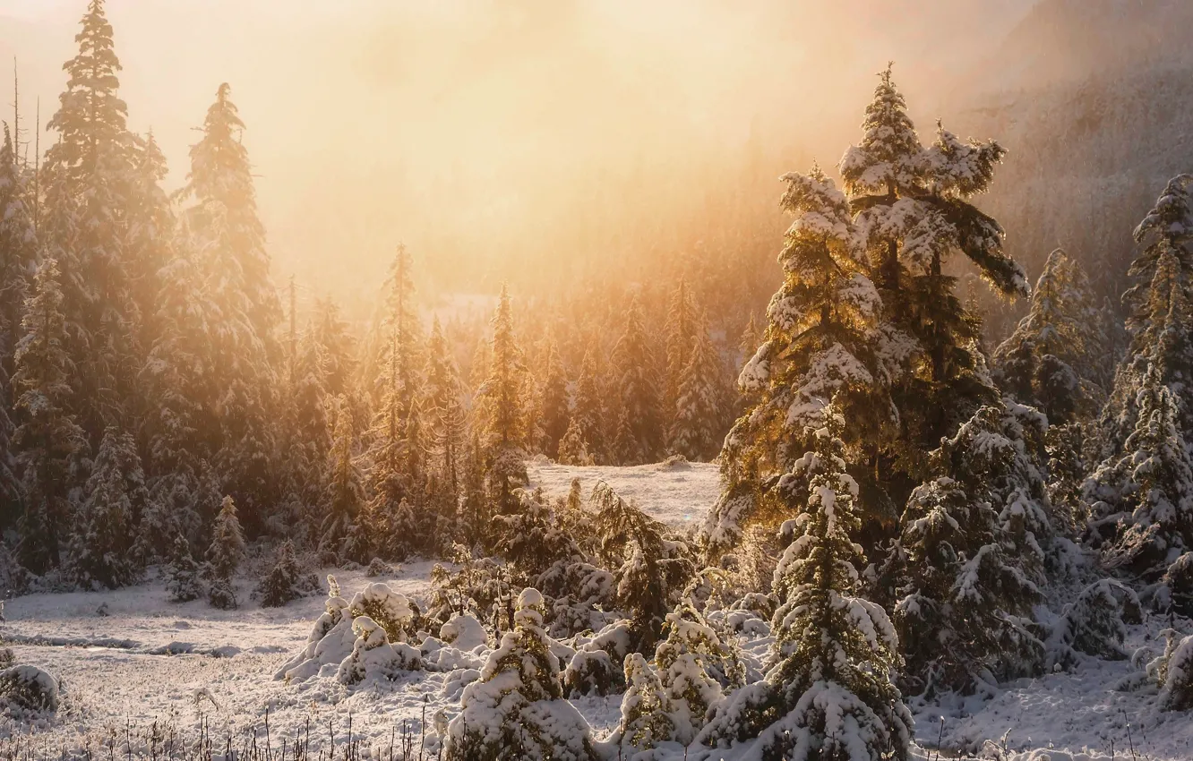 Photo wallpaper winter, forest, light, snow, nature