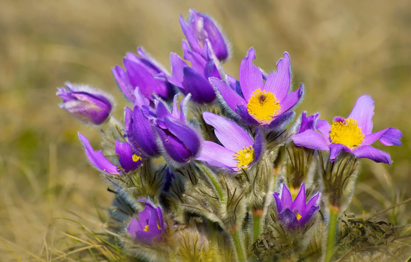 Photo wallpaper lilac, bokeh, anemones, cross