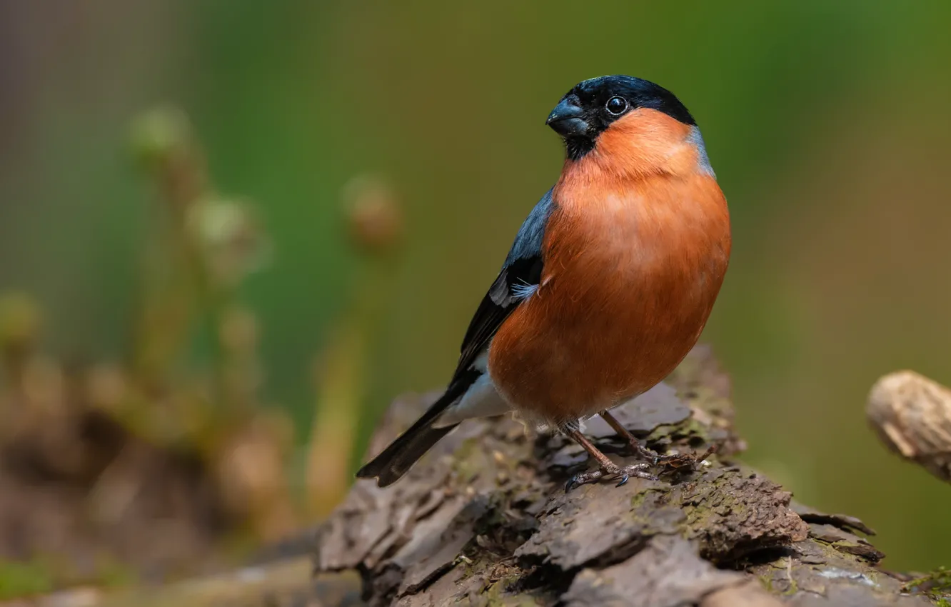 Photo wallpaper nature, bird, bullfinch