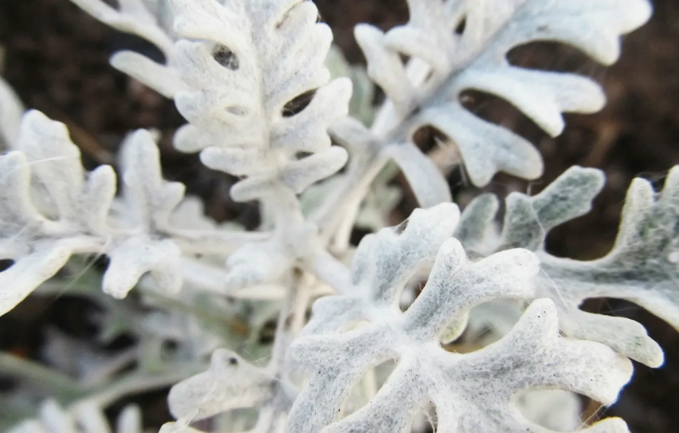Photo wallpaper white, macro, plant