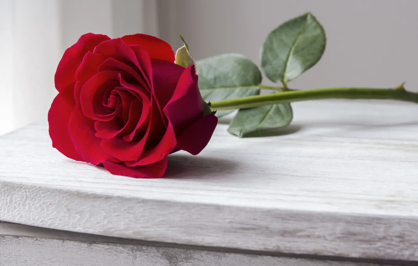 Photo wallpaper roses, red, rose, red rose, buds, wood, beautiful, romantic