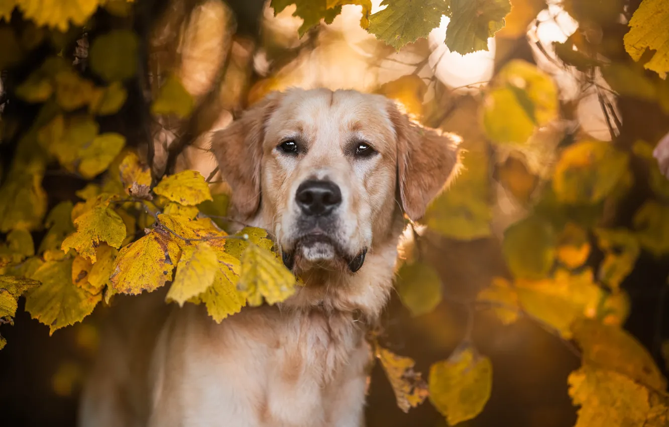 Photo wallpaper autumn, look, face, light, branches, foliage, portrait, dog