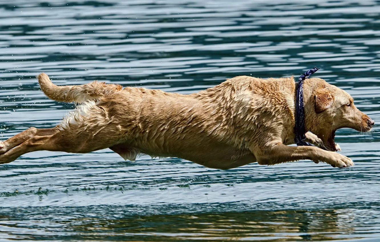 Photo wallpaper water, jump, dog
