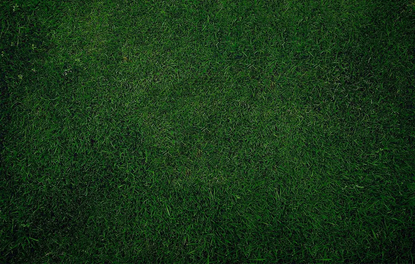 Photo wallpaper grass, green, background, lawn
