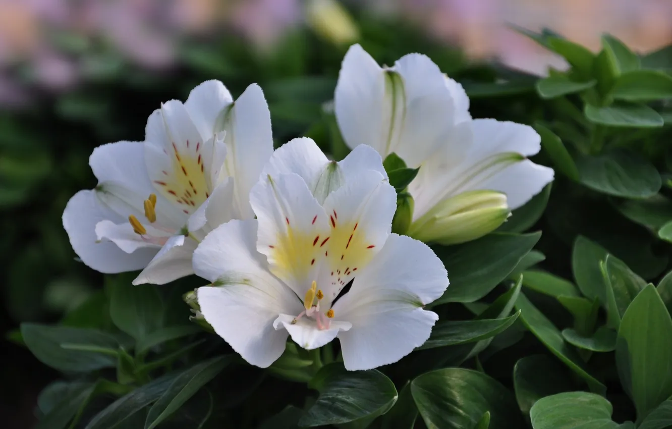 Photo wallpaper flowers, flowering, the bushes, flowers, Alstroemeria, bush, bloom, Alstroemeria