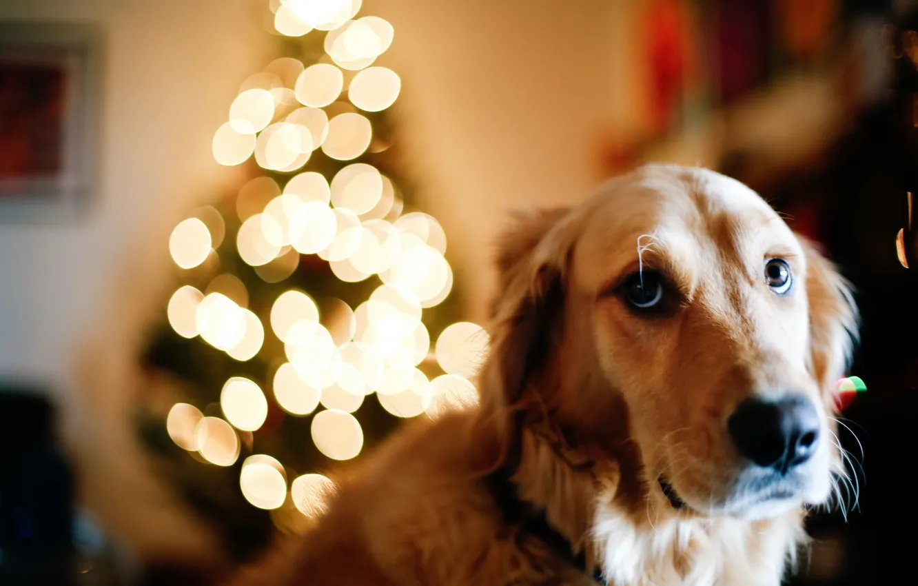 Photo wallpaper each, holiday, dog