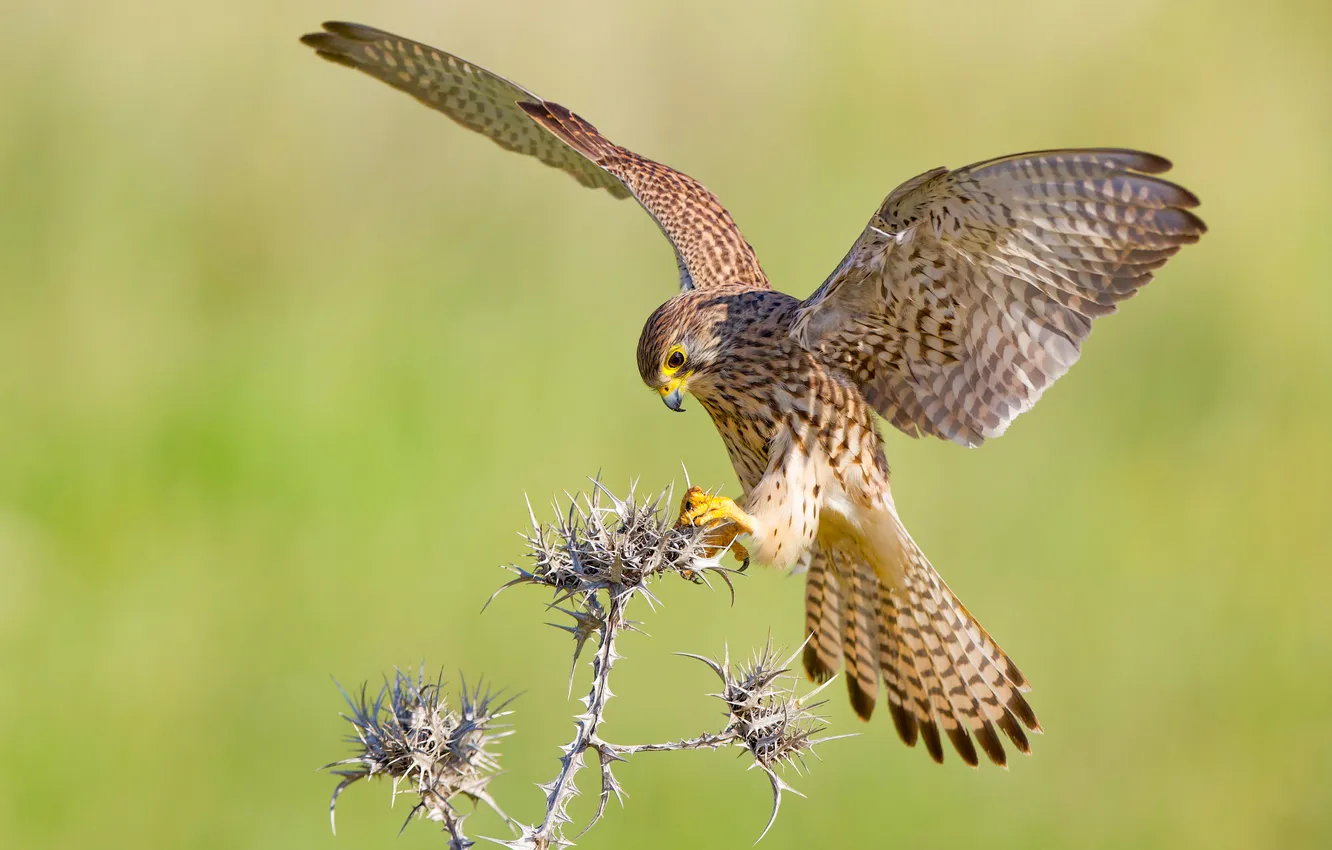 Photo wallpaper flight, bokeh, bird of prey, Common Kestrel, flap, David Manusevich, Common kestrel