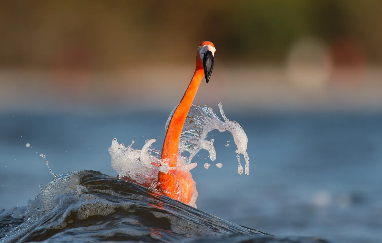 Photo wallpaper sea, splash, wave, wildlife, flamingo