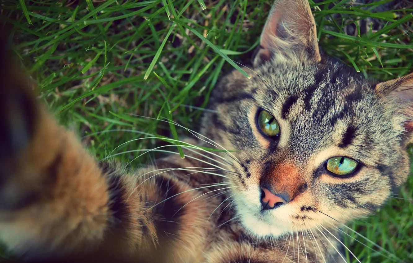 Photo wallpaper cat, animals, grass