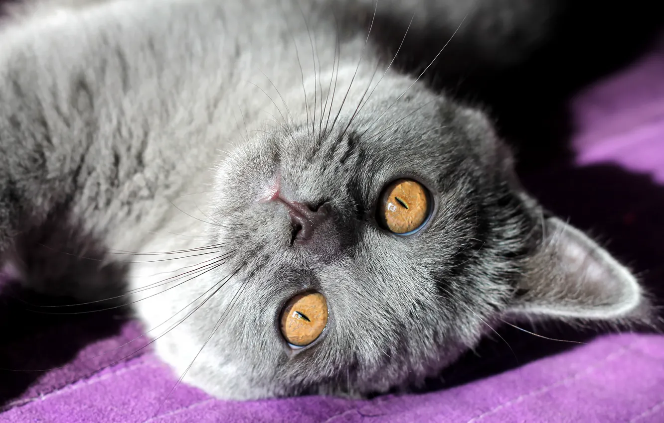 Photo wallpaper cat, cat, look, face, light, pose, kitty, grey